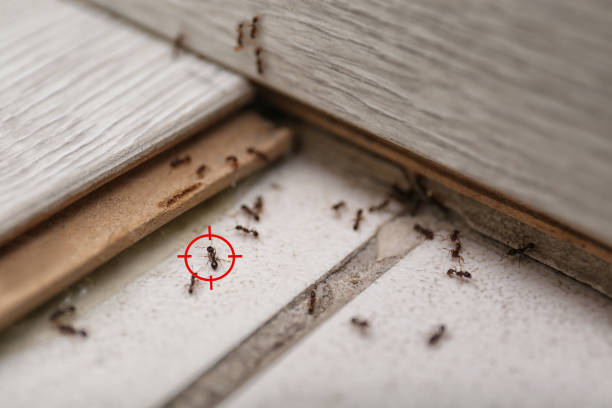 Best Affordable Pest Control Services  in Moorhead, MS