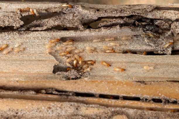 Moorhead, MS Pest Control Company